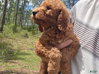 Goldendoodle dogs Blue - Ad 17