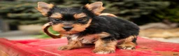 Yorkshire Terrier dogs for sale: Cheyenne - Ad 4