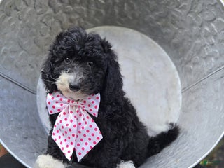 Mini Sheepadoodle dogs - Ad 2