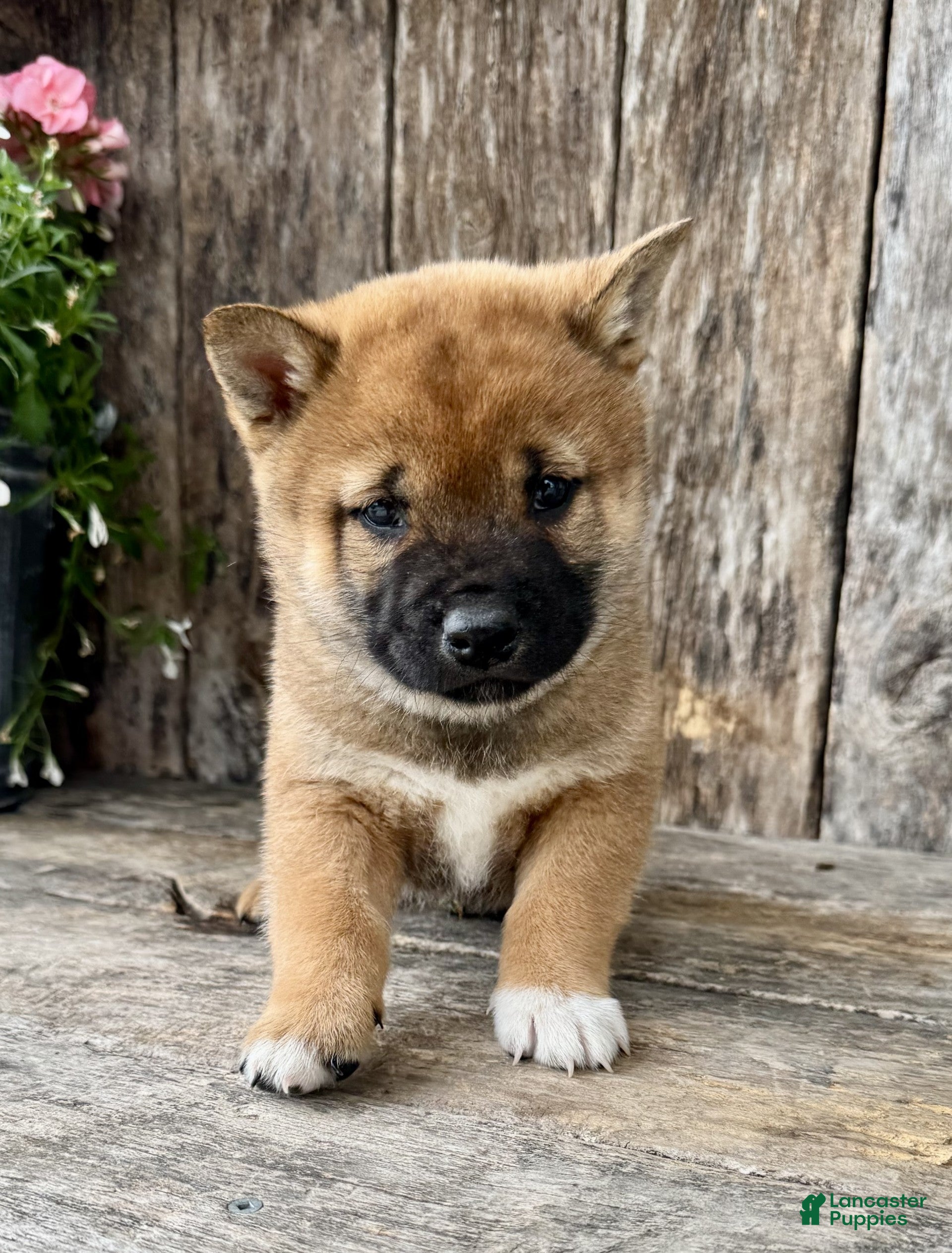 Shiba Inu dogs Whiskey - Ad 2