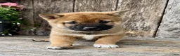 Shiba Inu dogs for sale: Whiskey - Ad 2