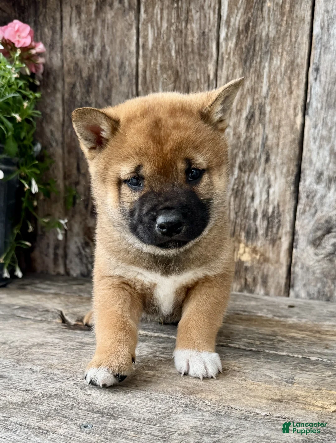 Shiba Inu dogs for sale: Whiskey - Ad 2