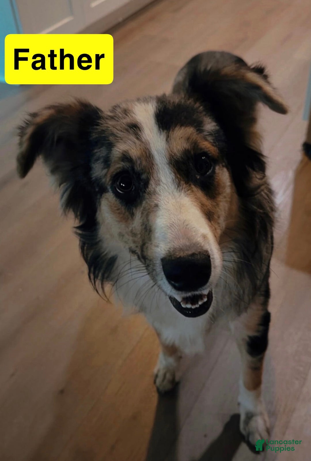 Mixed Breed dogs for sale: Brownie - Ad 4