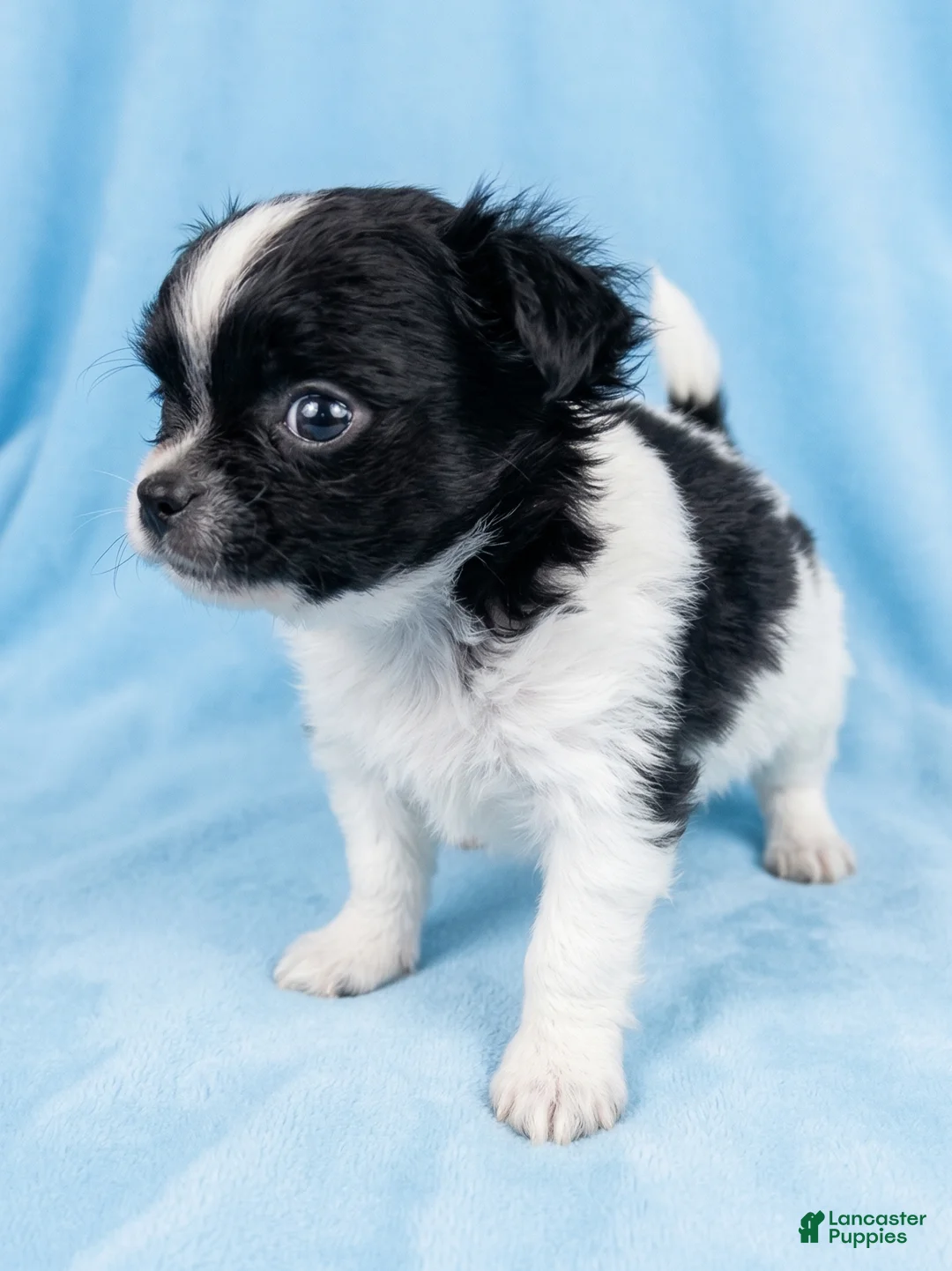 Mixed Breed dogs for sale: Cooper - Ad 3