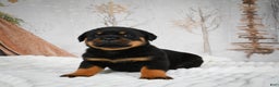 Rottweiler dogs for sale: Kara - Ad 16
