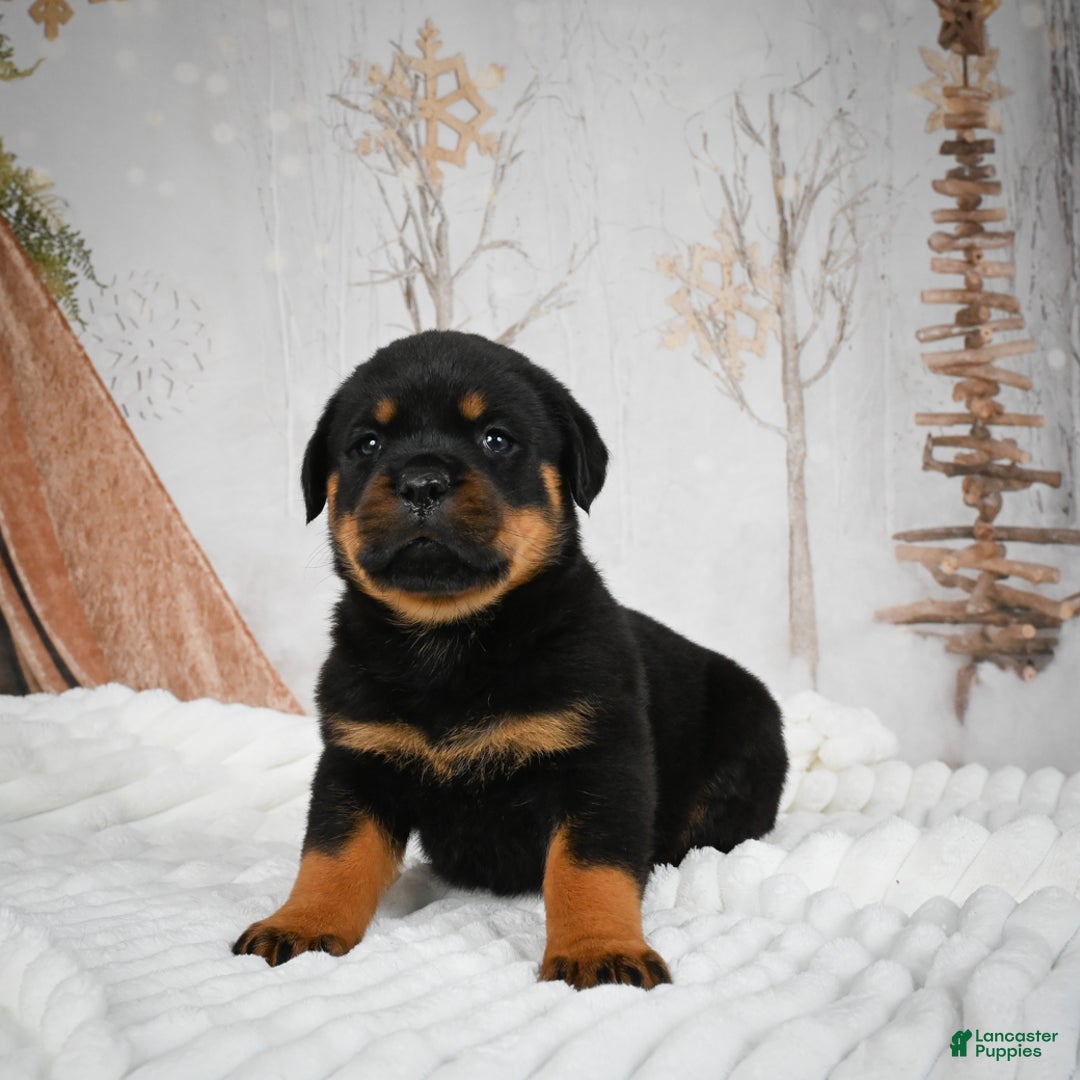 Rottweiler dogs for sale: Kara - Ad 16