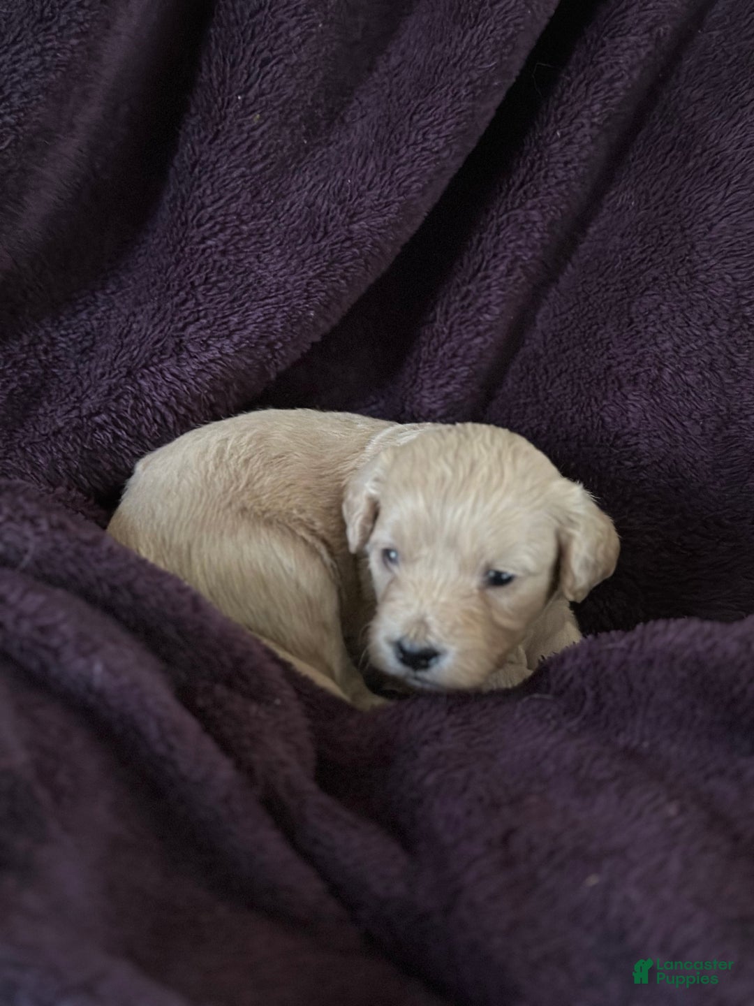 Mini Goldendoodle dogs for sale: Bean - Ad 3