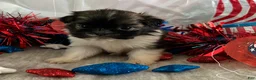 Shih Tzu dogs for sale: Creed - Ad 3