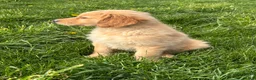 Golden Retriever dogs for sale: Lincoln  - Ad 3