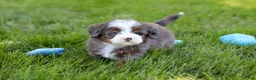 Mini Bernedoodle dogs for sale: Sophie - Ad 12