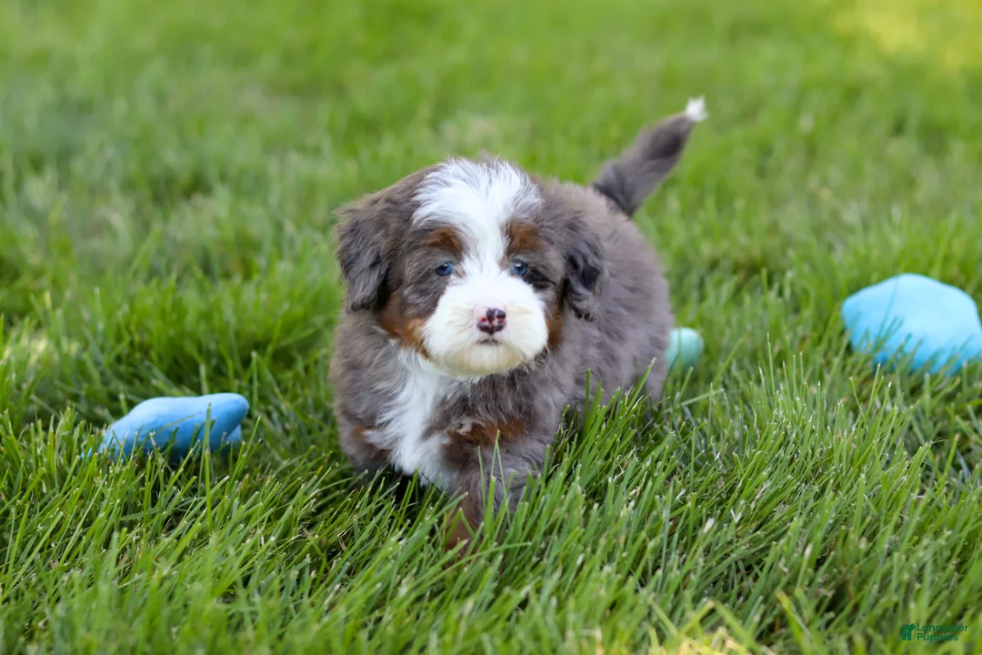 Mini Bernedoodle dogs for sale: Sophie - Ad 12