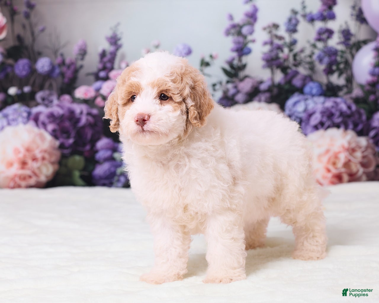 Mini Goldendoodle dogs Calvin - Ad 2