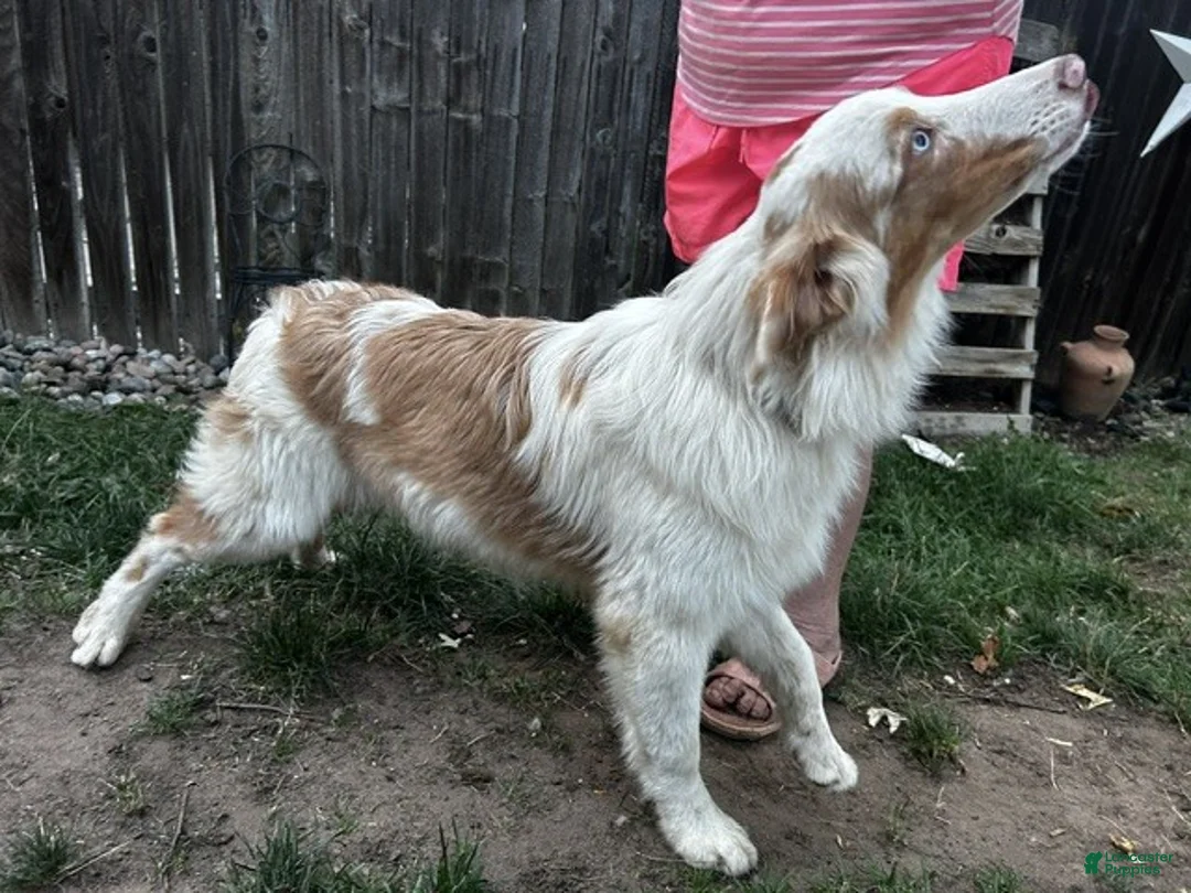 Australian Shepherd dogs for sale: Australian Shepherd 4 - Ad 1