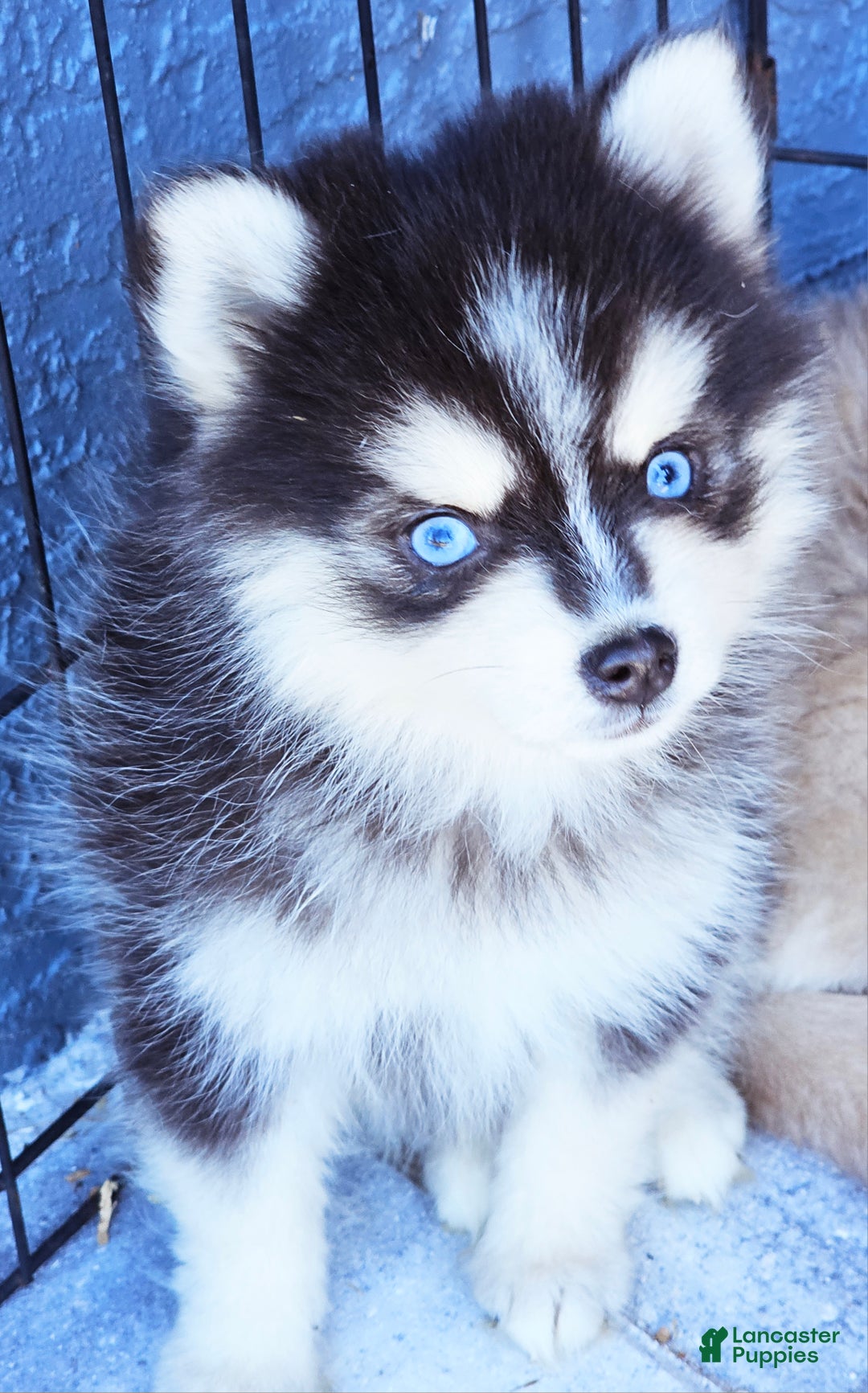 Pomsky dogs for sale: Jasper - Ad 4