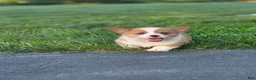 Welsh Corgi Pembroke dogs for sale: Goldie - Ad 5