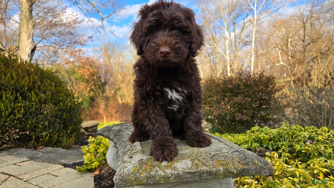 Portuguese Water Dog dogs for sale: Toby - Ad 5