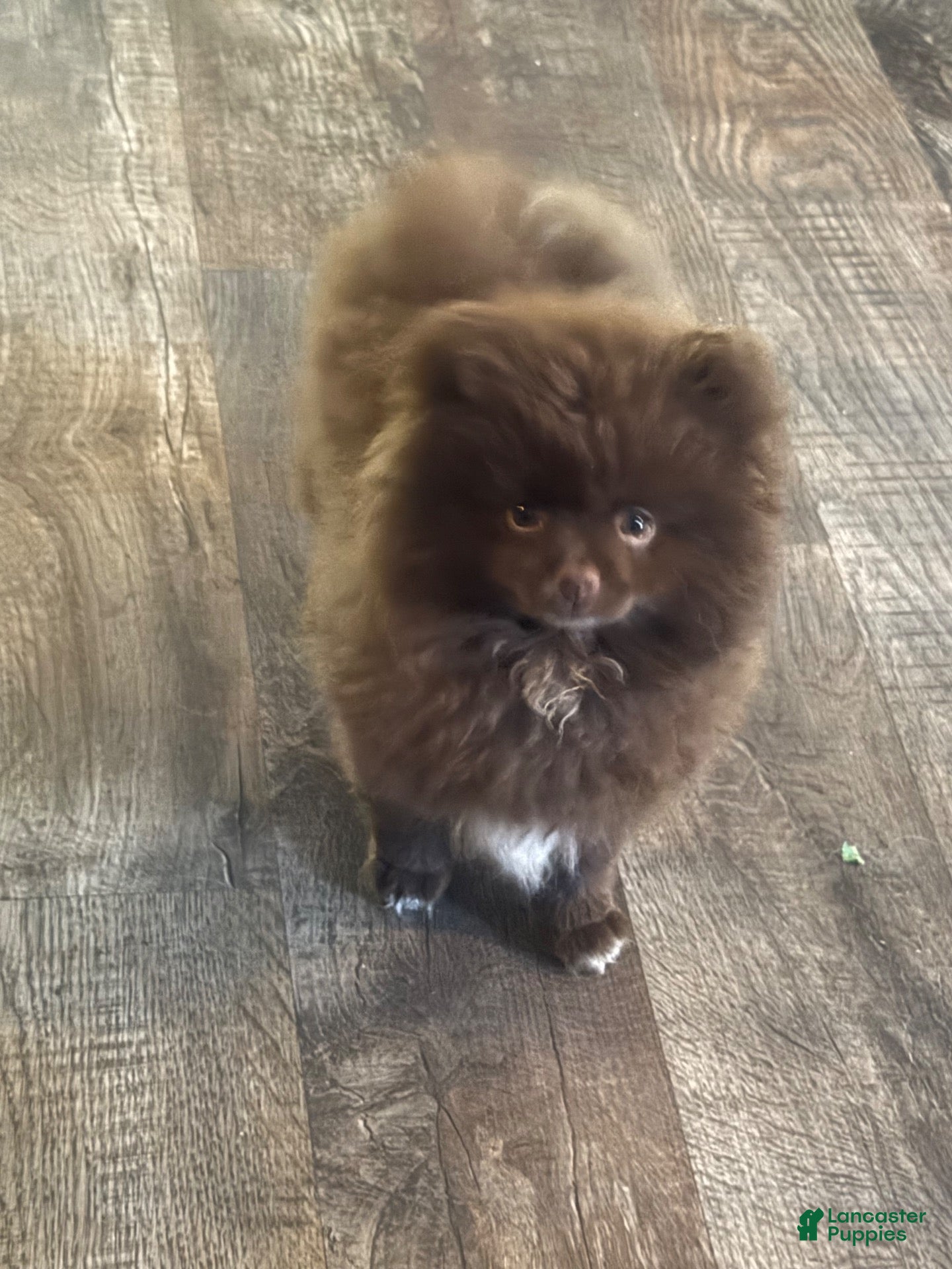 Pomeranian dogs for sale: Snickers  - Ad 1