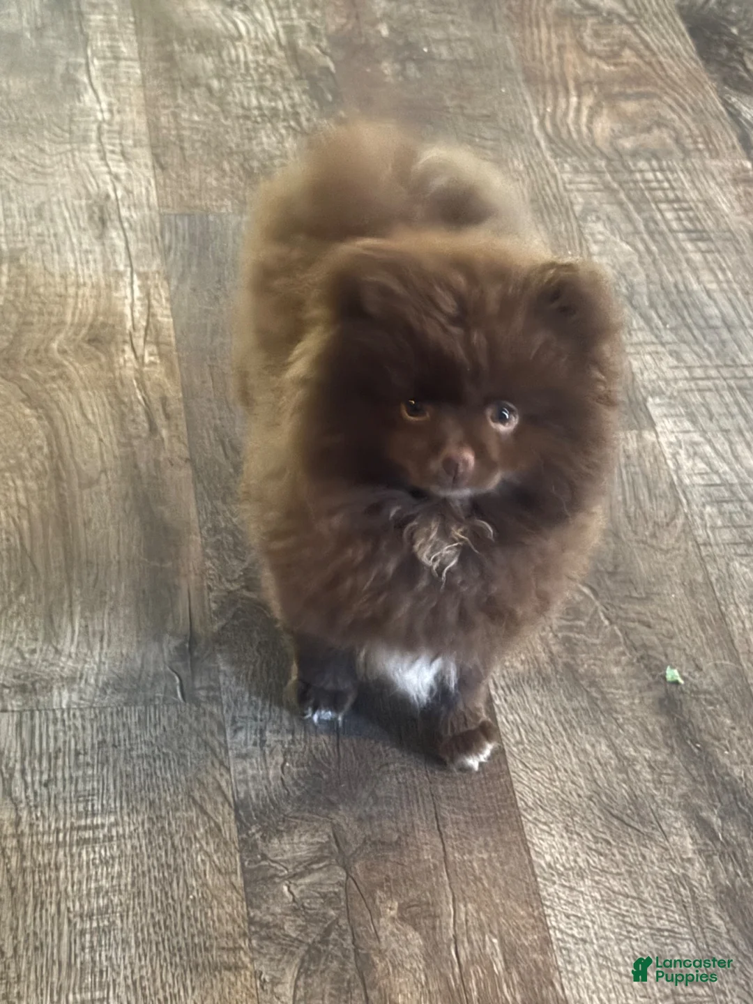 Pomeranian dogs for sale: Snickers  - Ad 1