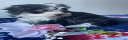 Havanese dogs for sale: Aria - Ad 3