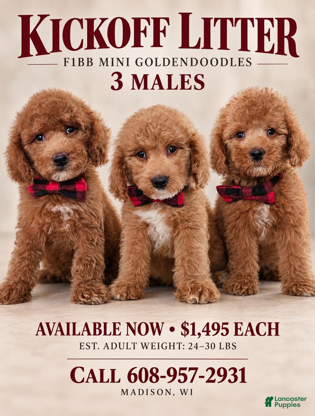 Mini Goldendoodle dogs Scout - Ad 20