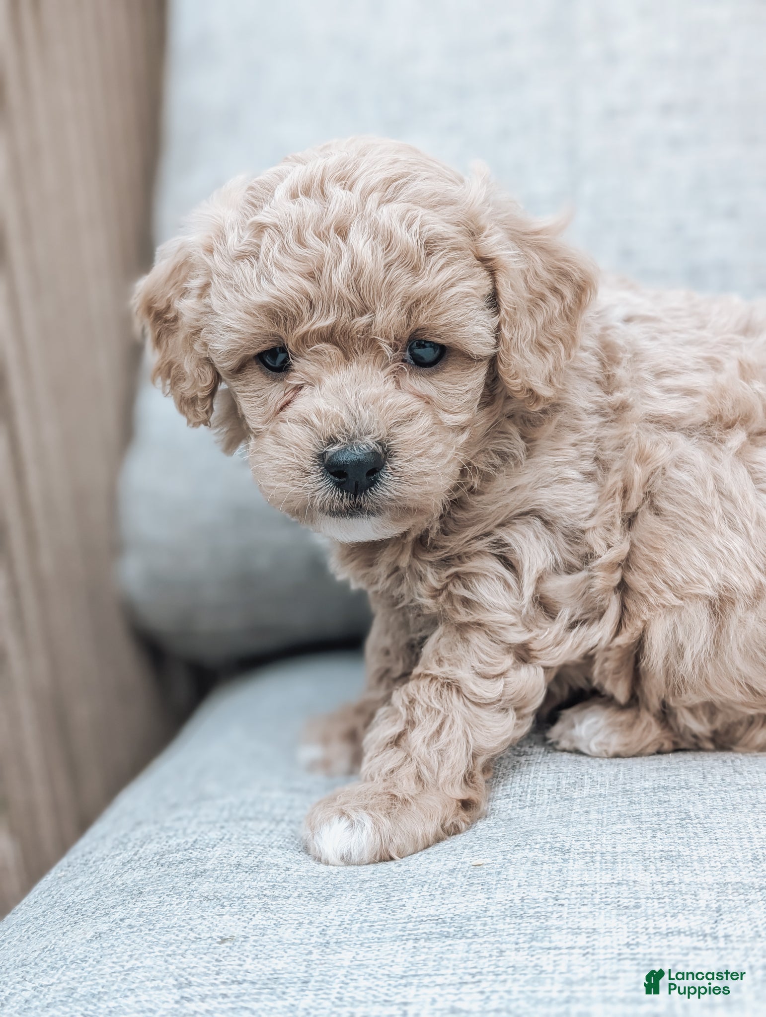 Bichpoo dogs Theo - Ad 2