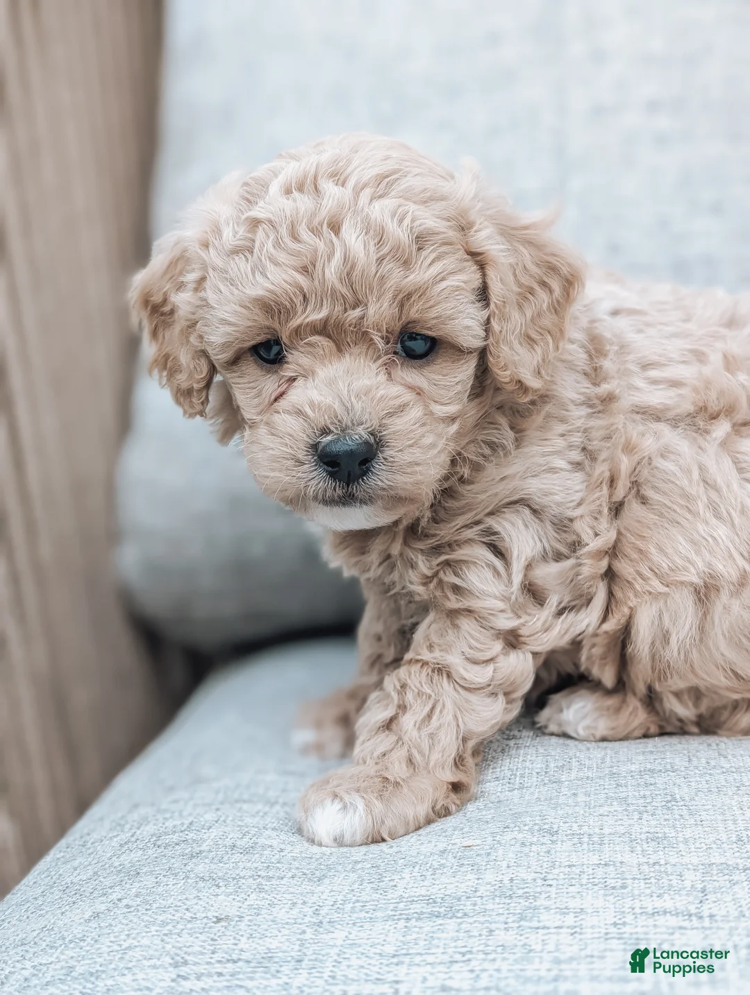 Bichpoo dogs for sale: Theo - Ad 2