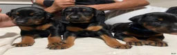 Doberman Pinscher dogs for sale: Blue Collar Dobie - Ad 3