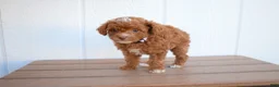 Miniature Poodle dogs for sale: Dahlia 🐶 - Ad 3