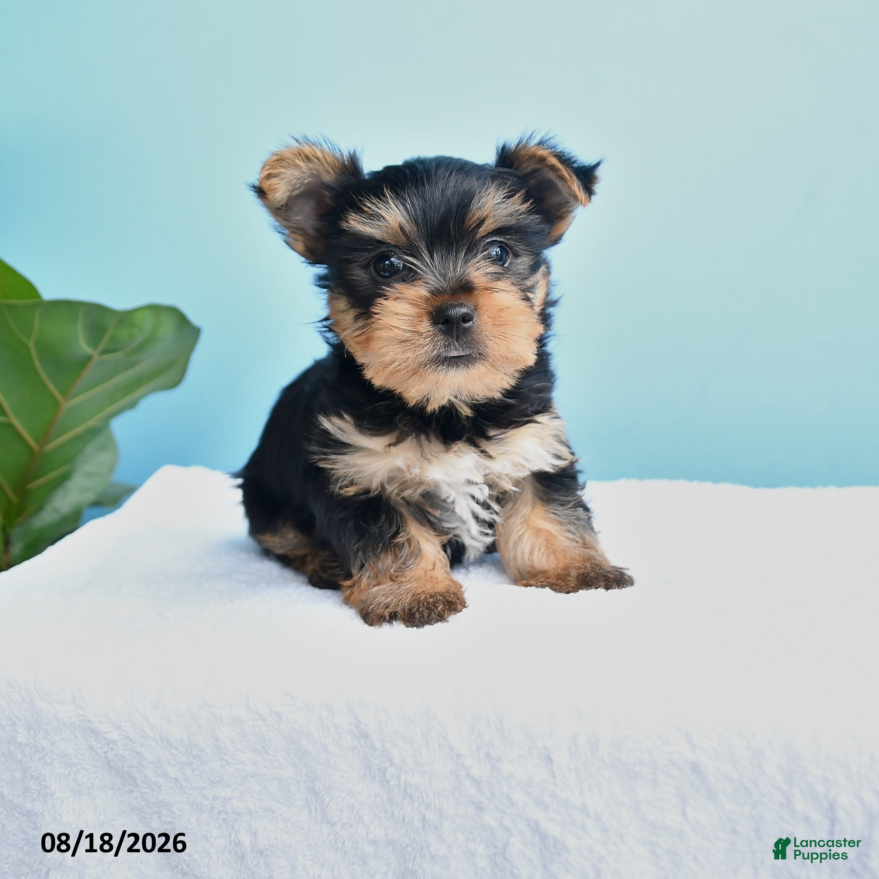 Yorkshire Terrier dogs for sale: Eli  - Ad 4