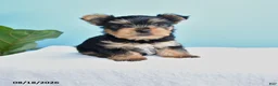 Yorkshire Terrier dogs for sale: Eli  - Ad 1
