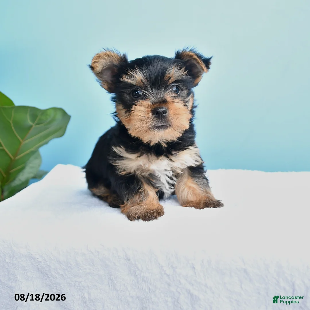 Yorkshire Terrier dogs for sale: Eli  - Ad 1