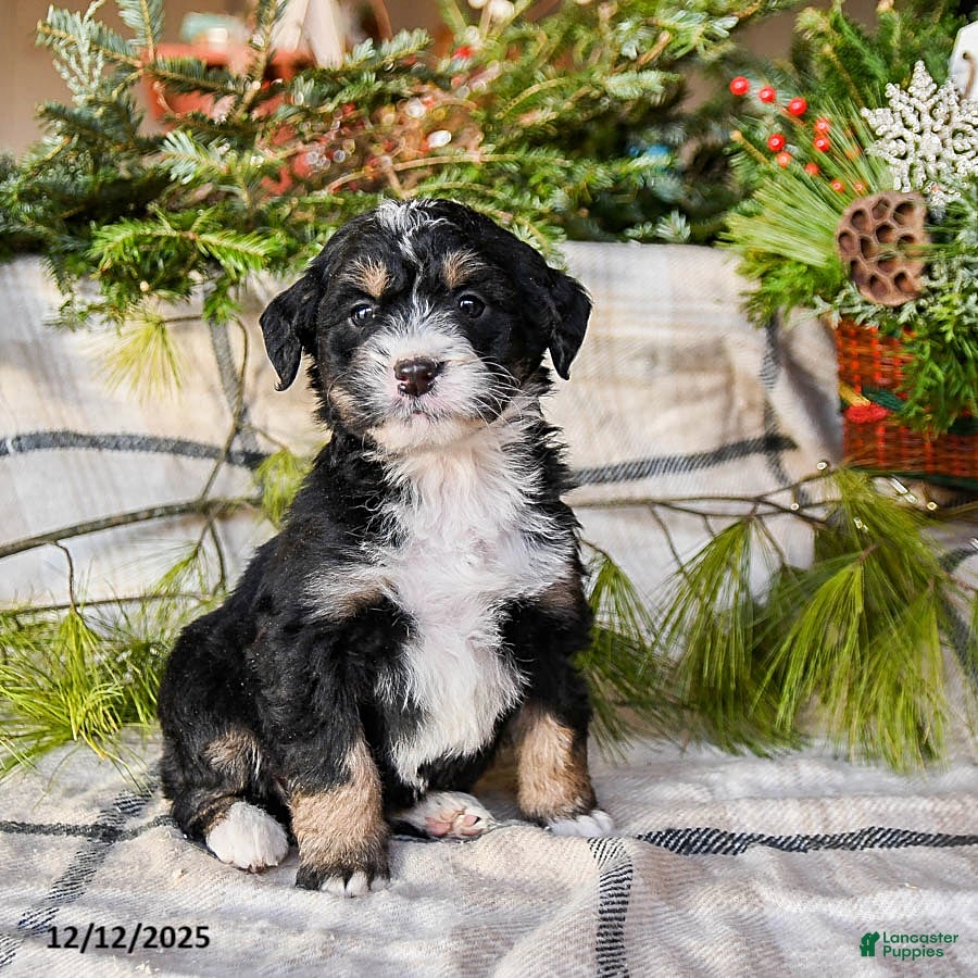 Mini Bernedoodle dogs Mocha - Ad 9