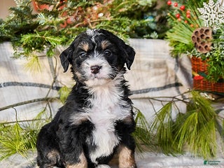 Mini Bernedoodle dogs Mocha - Ad 10