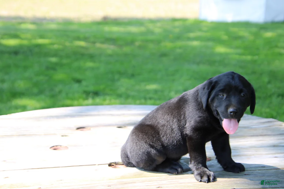 Labrador Retriever dogs for sale: Andy - Ad 1