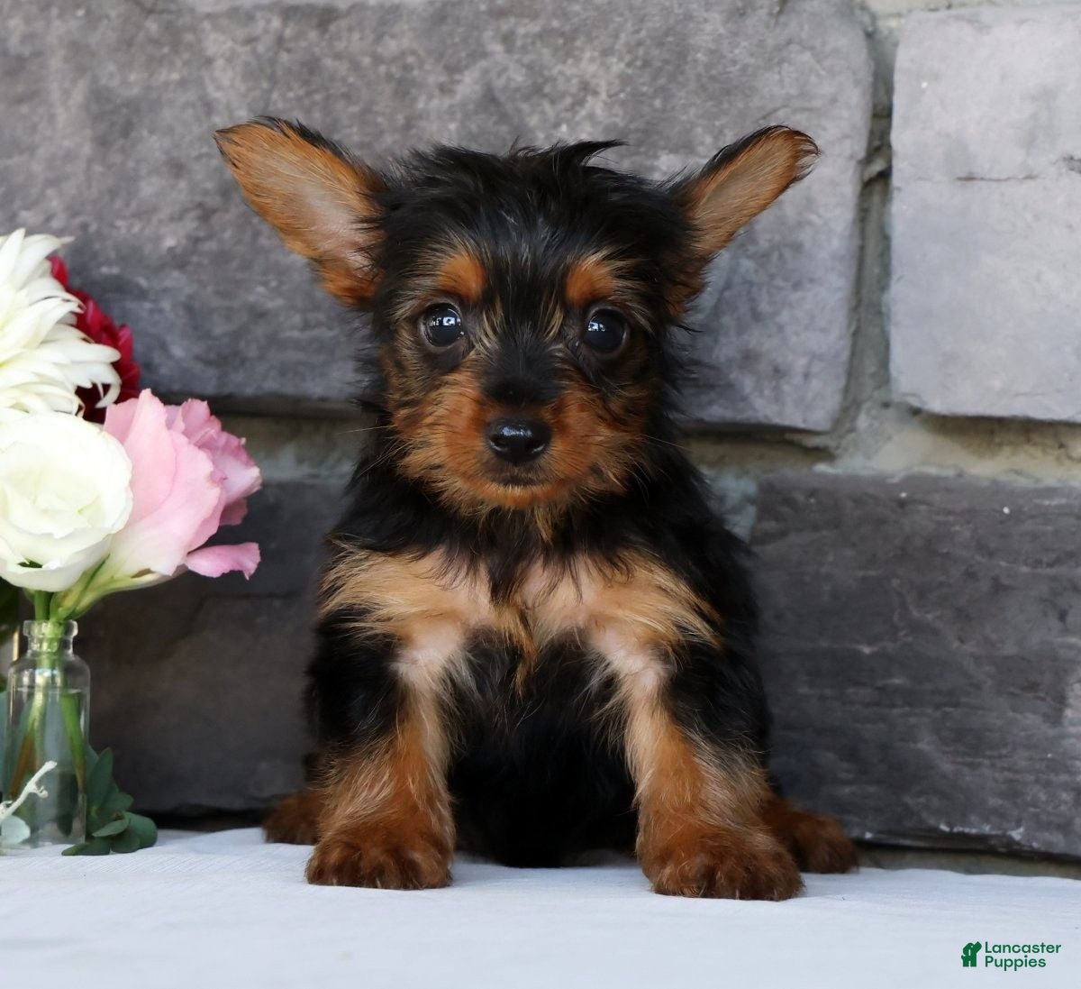 Morkie dogs Owen - Ad 2