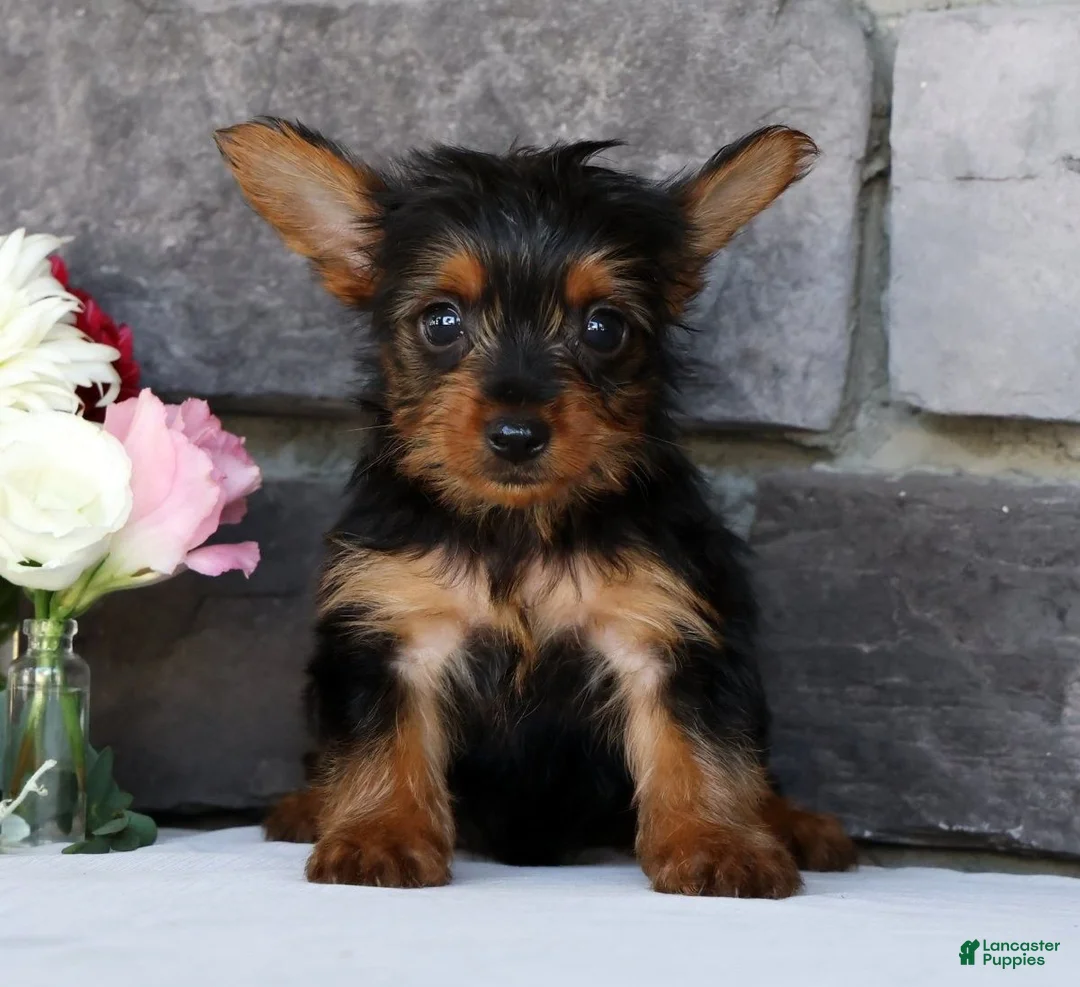Morkie dogs for sale: Owen - Ad 2