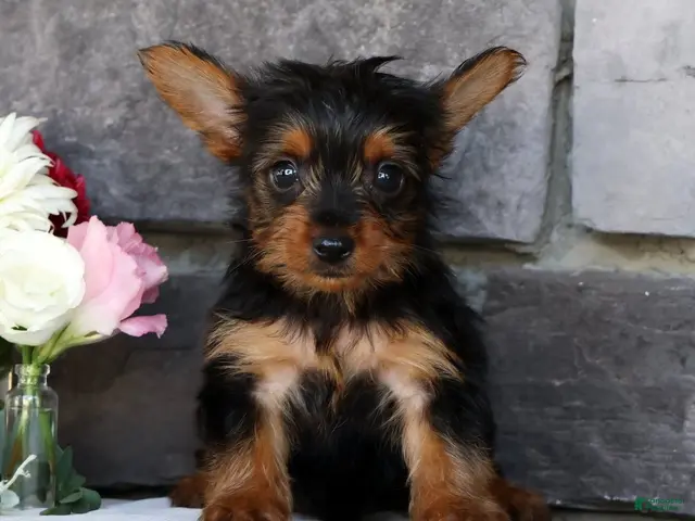 Morkie dogs for sale: Owen - Ad 2