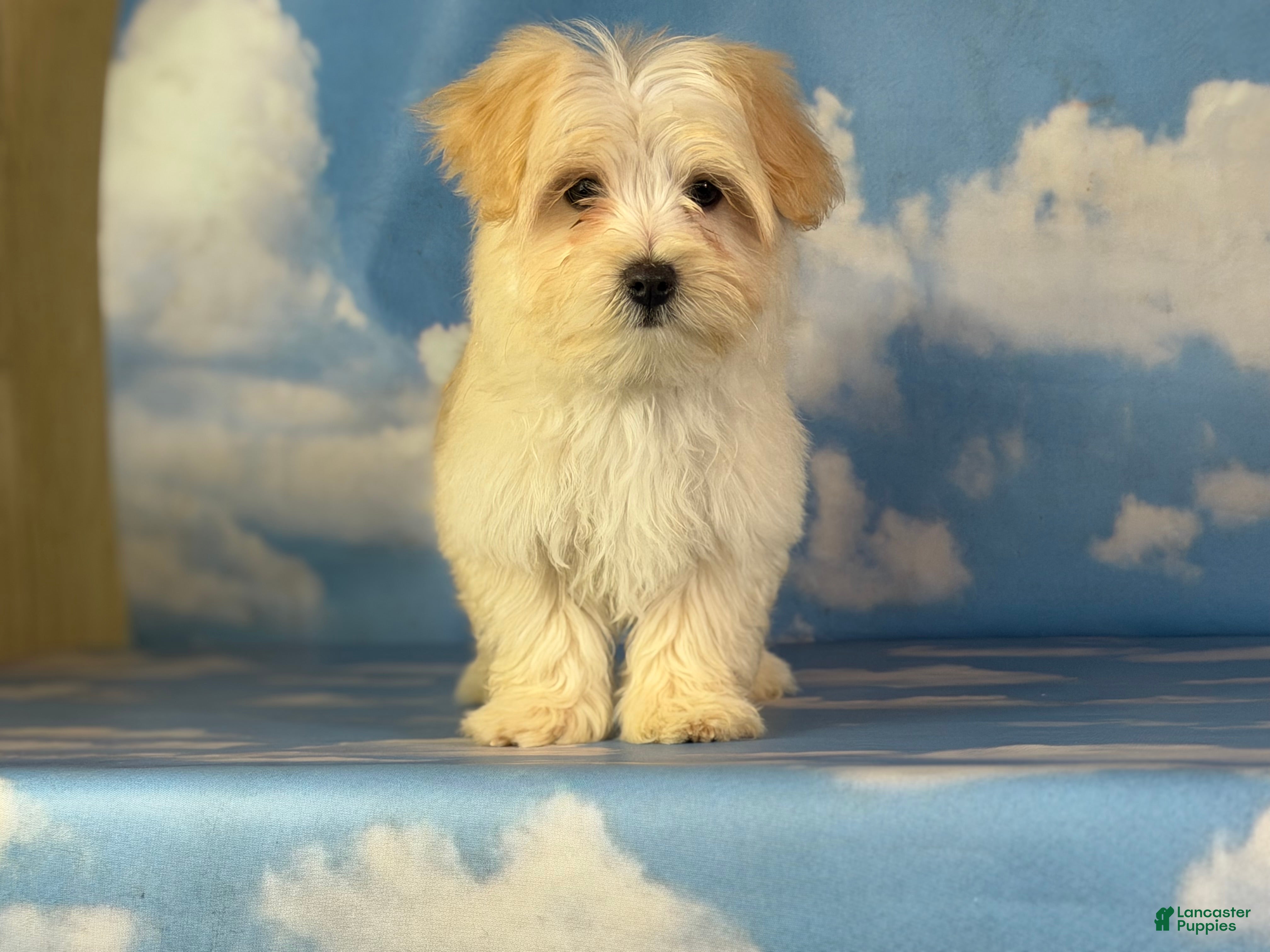 Morkie dogs for sale: Toby - Ad 1