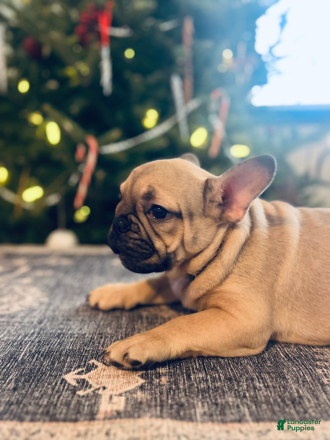 French Bulldog dogs for sale: Duck - Ad 3