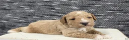 Miniature Poodle dogs for sale: Teddy  - Ad 11