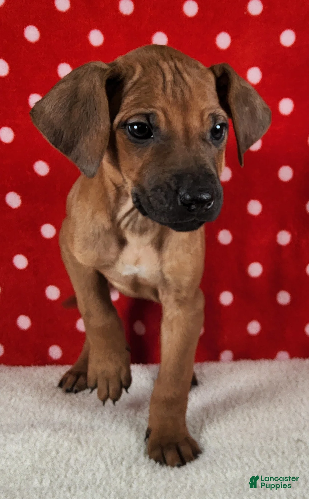 Rhodesian Ridgeback dogs for sale: Rocco - Ad 1
