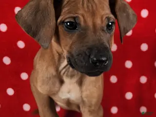 Rhodesian Ridgeback dogs Rocco - Ad 32