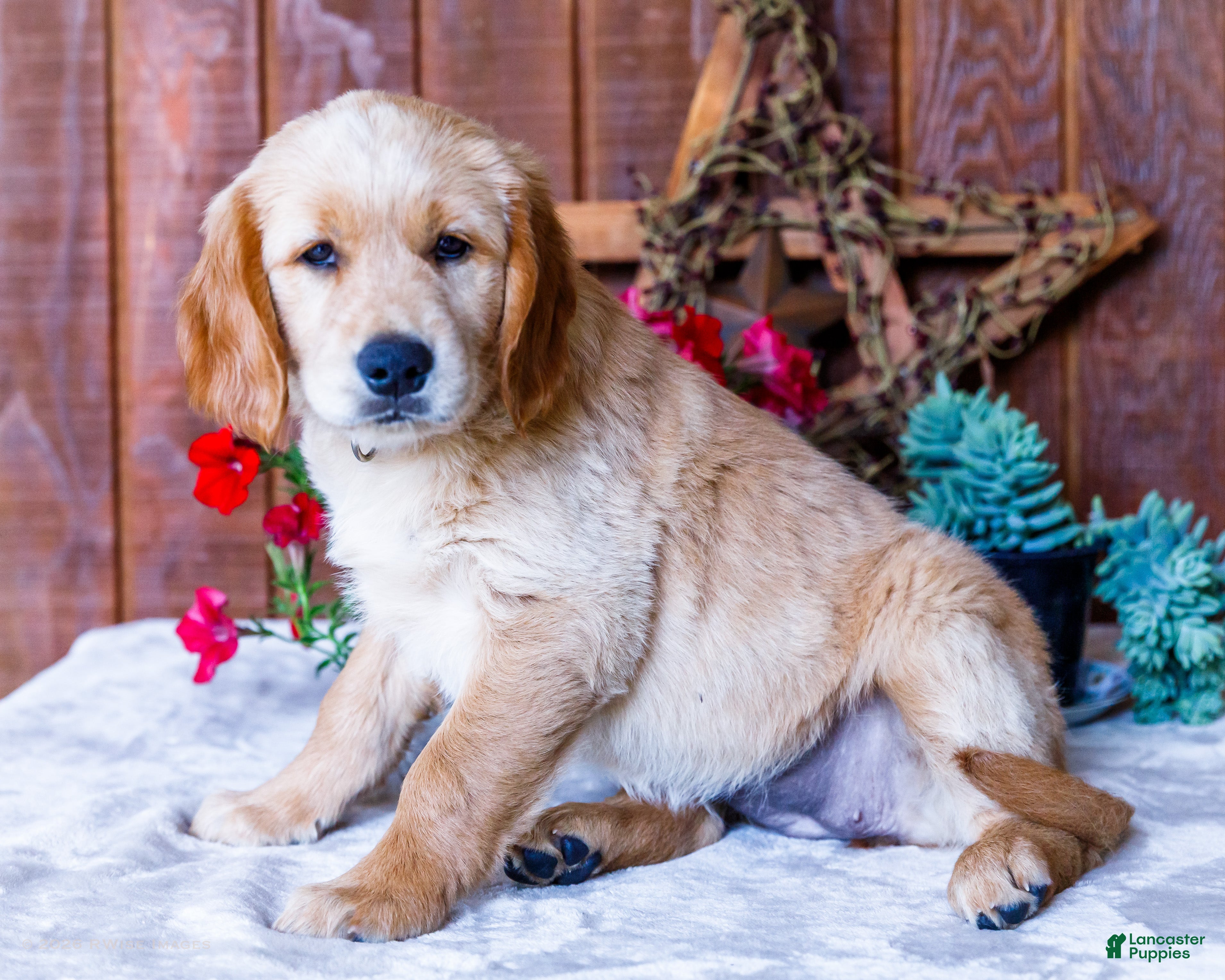 Golden Retriever dogs Jasmine - Ad 1