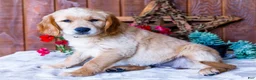 Golden Retriever dogs for sale: Jasmine - Ad 1