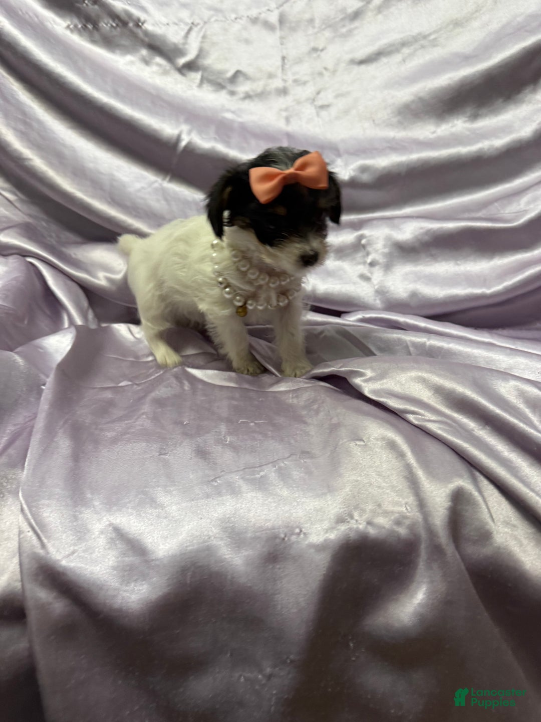 Yorkshire Terrier dogs for sale: Alfredo - Ad 10