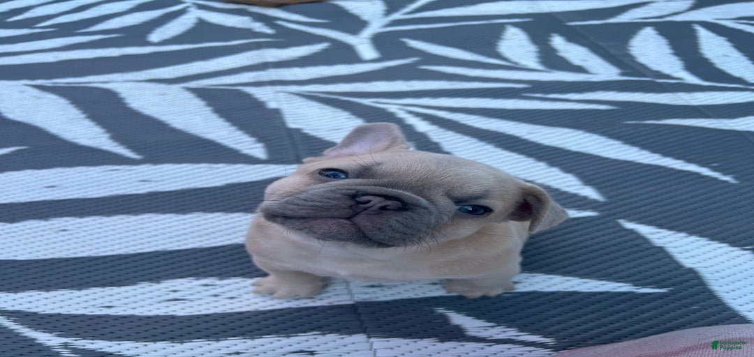 Gallery Image {{count}}