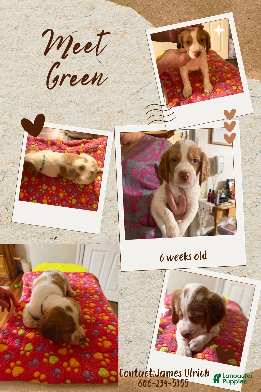 Brittany Spaniel dogs for sale: Brittany Spaniel 4 - Ad 2