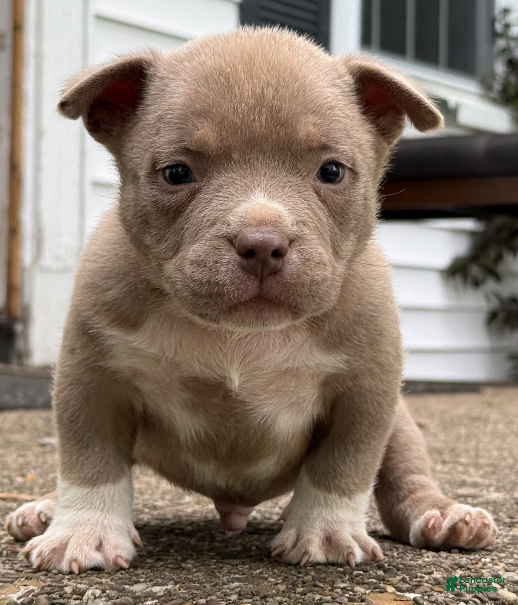 American Bully dogs Teddy - Ad 2