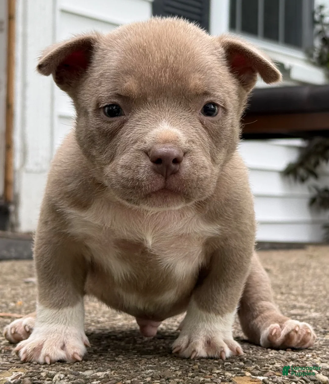 American Bully dogs for sale: Teddy - Ad 2