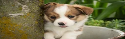 Welsh Corgi Pembroke dogs for sale: Buzz - Ad 5